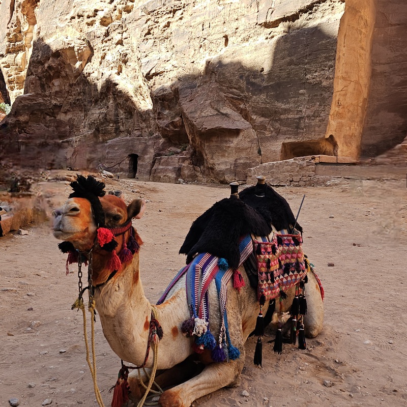 Camel in Jordan